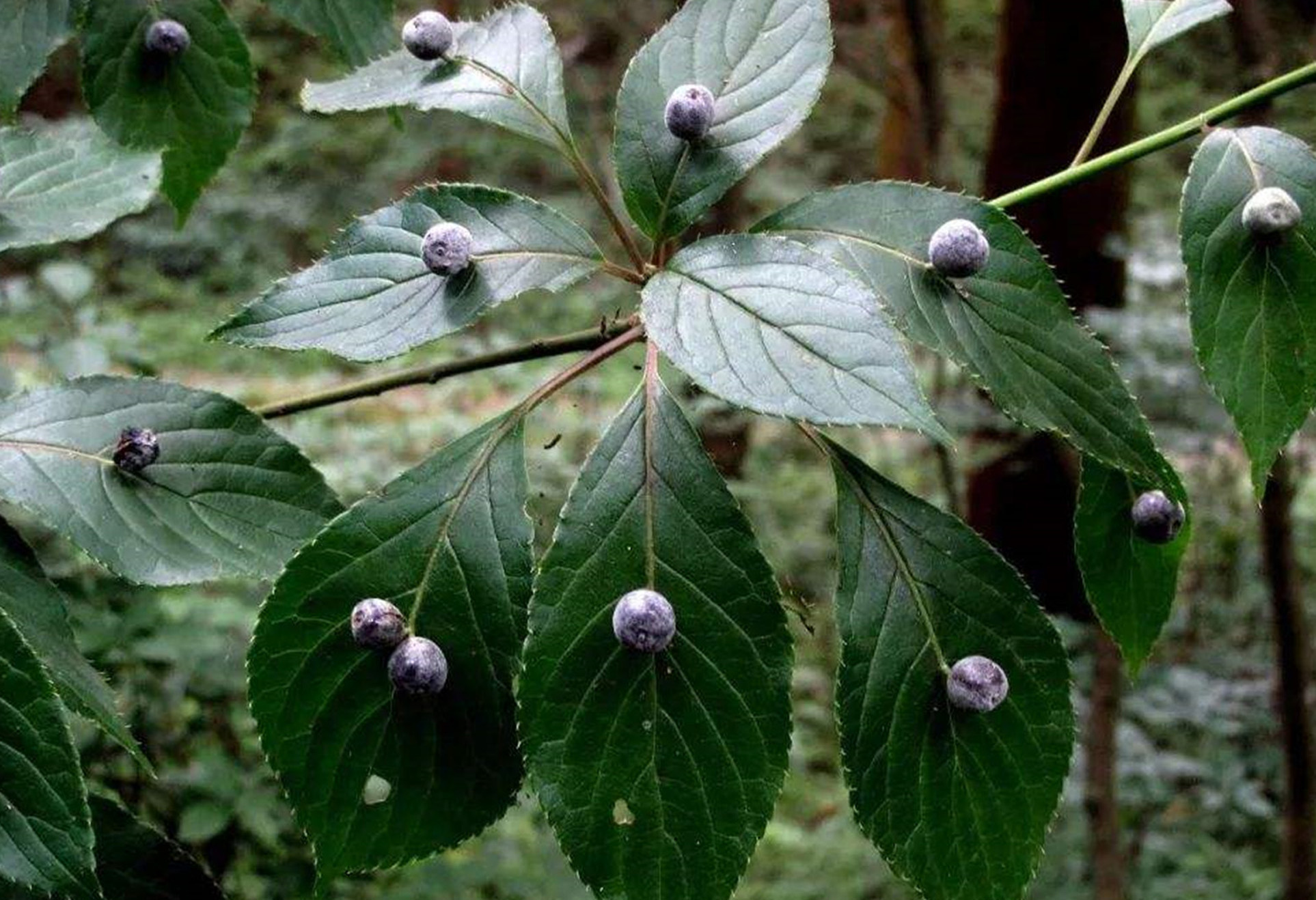  p>青荚叶(拉丁学名: i>helwingia japonica  /i>(thunb.) dietr.