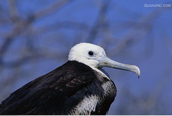 frigate bird