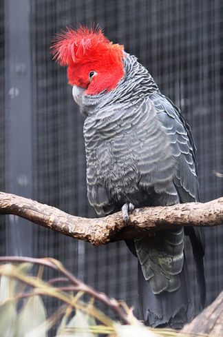 红冠凤头鹦鹉