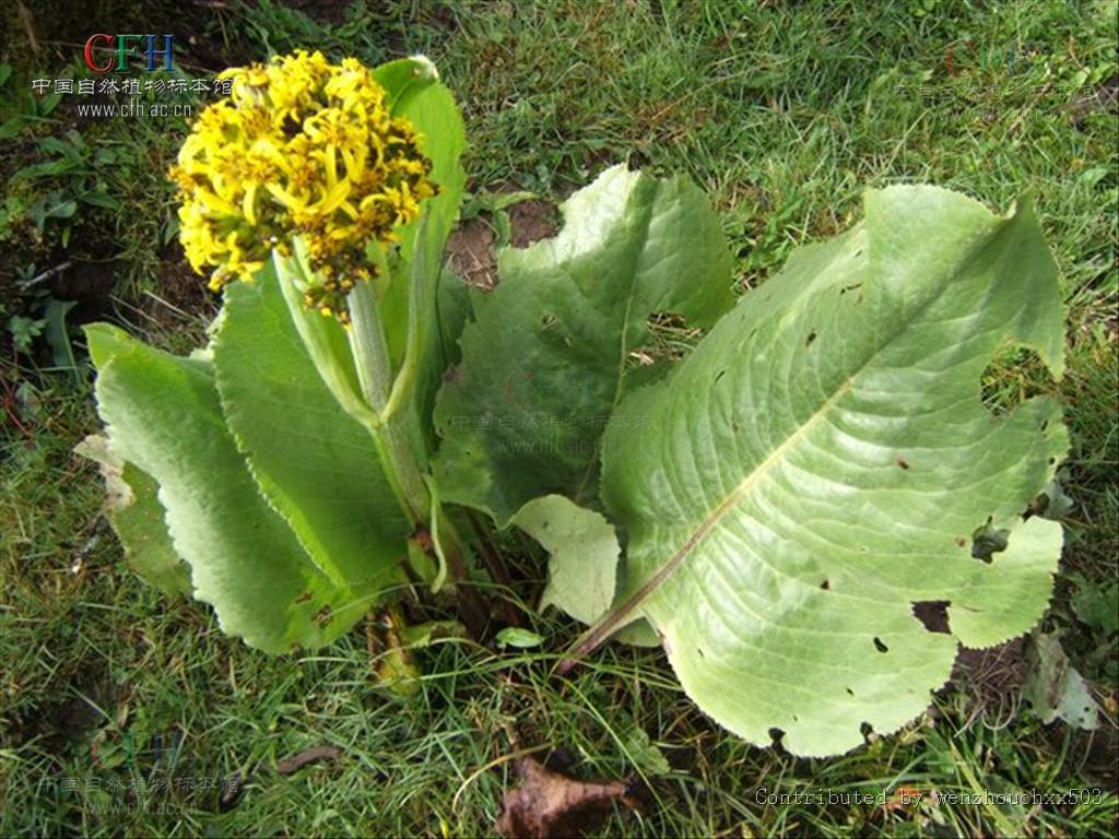 舌状花黄色,舌片线形;管状花多数,冠毛淡黄色与花冠管部等长.