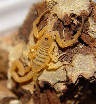 墨西哥雕像木蝎