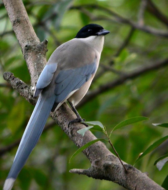  p>雀形目(学名:passeriformes)是鸟类中最为庞杂的一目,为中,小型 a