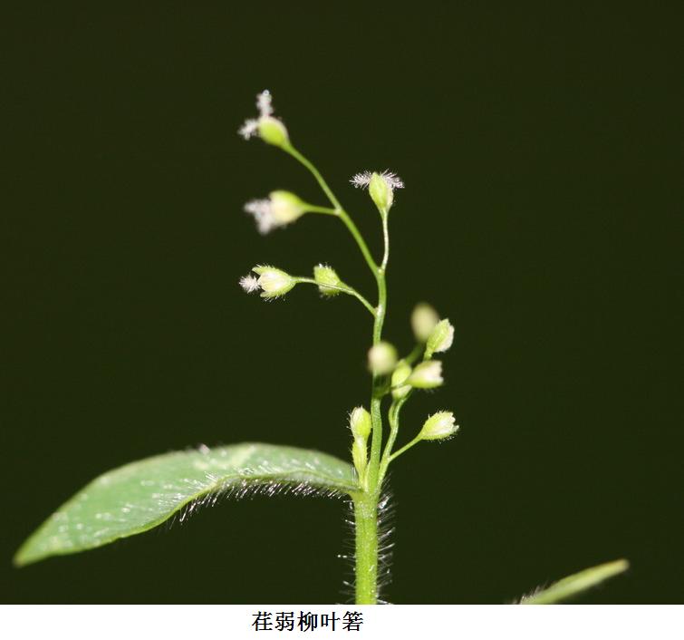  p>荏弱柳叶箬一年生.