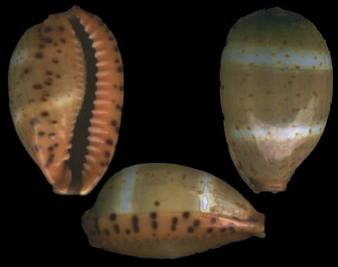  p>双线宝螺(学名:palmadusta lutea lutea)是腹足纲宝螺科的 a href=