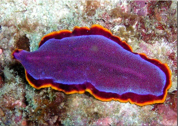  p>扁虫,是 a target="_blank" href="/item