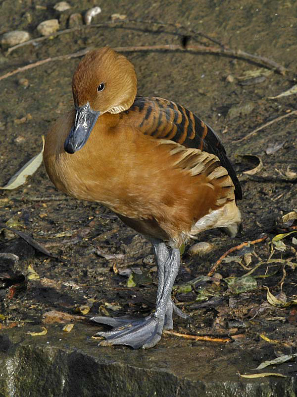  p>茶色树鸭(学名: i>dendrocygna bicolor /i>)为雁形目鸭科的 a
