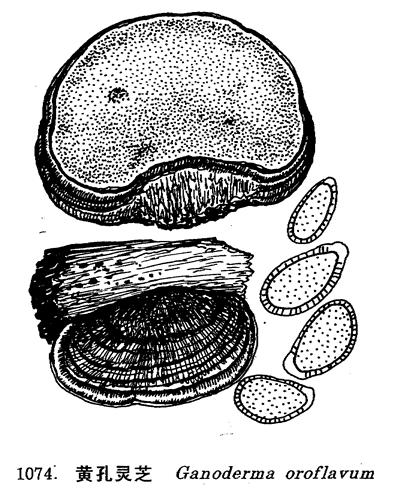黄孔灵芝
