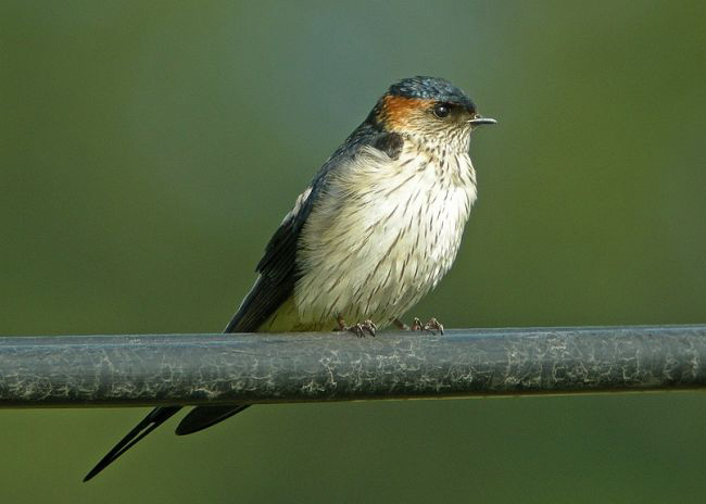 hirundo daurica japonica