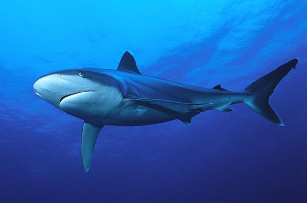  p>白边真鲨(学名: i>carcharhinus albimarginatus /i>)是真鲨科,真