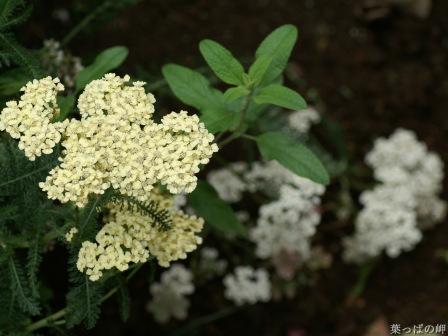 蓍（菊科蓍属植物）_百度百科