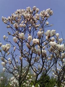 magnolia zenii w. c. cheng