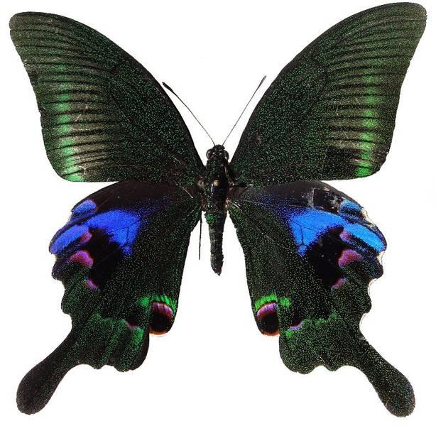 papilio arcturus