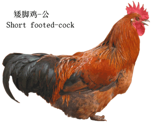 兴义矮脚鸡