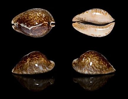  p>大花鼠宝螺(学名:trona stercoraria stercoraria)是腹足纲宝螺科