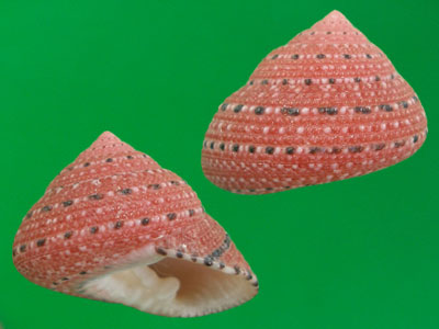  p>钟螺科(学名:trochidae)也称 a href="#" data-lemmaid="3024377">