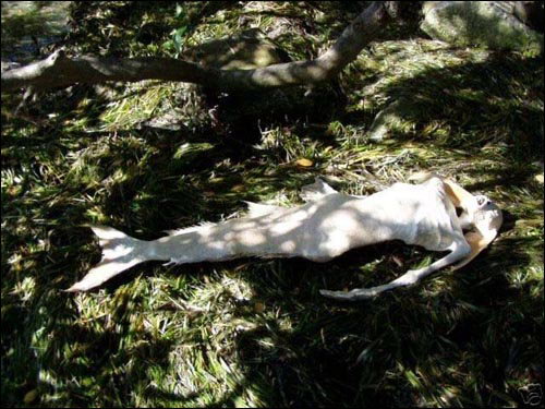 ">美人鱼又称人鱼,鲛人(中国古名),是一种长着人身鱼尾的神秘水生动物