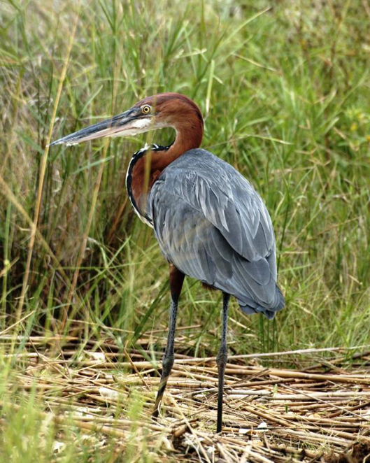 gnbaqsi9is">巨鹭(学名: i>ardea goliath /i>):是世界上最大的鹭科 a
