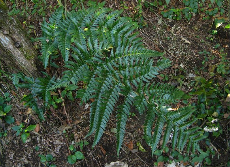  p>太平鳞毛蕨是鳞毛蕨科 a href="#" data-lemmaid="2864823">鳞毛蕨