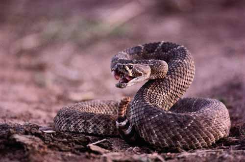 western diamondback rattlesnake