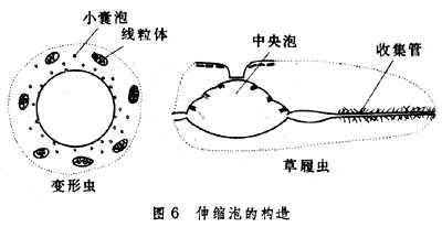 伸缩泡(contracrtilevacuole)