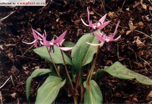  /i>是一种草本植物,产吉林南部(临江).生林下润湿地.