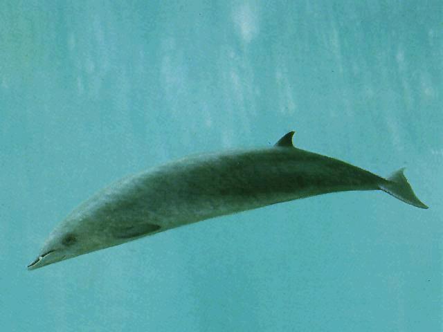  p>安氏中喙鲸,嘴喙与下颚的末端呈白色,头部略具额隆,喷气孔凹陷