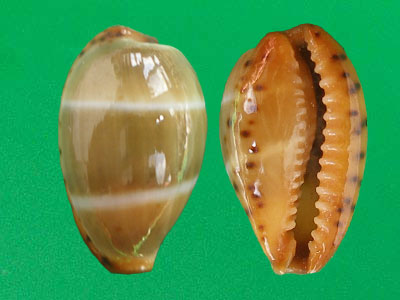  p>双线宝螺(学名:palmadusta lutea lutea)是腹足纲宝螺科的 a href=