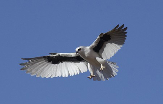  p>纹翅鸢(学名:elanus scriptus)是一种中型 a target="_blank" href