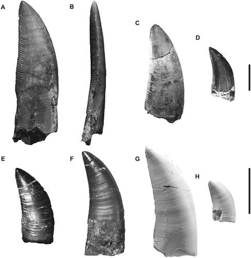  p>鲨齿龙(学名carcharodontosaurus)又名望齿龙,名字含义是"像噬人鲨
