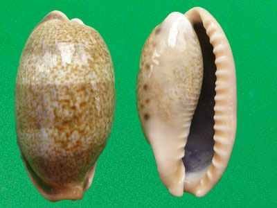  p>清齿宝螺(学名:cypraea caurica)是腹足钢宝螺科的 a href="#"