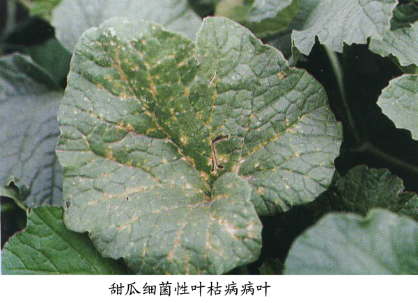 甜瓜细菌性叶枯病