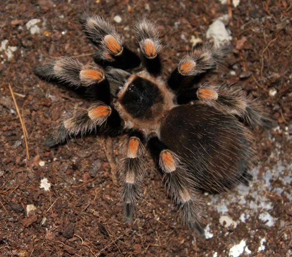  p>红玫瑰蜘蛛原产于智利的荒漠中.