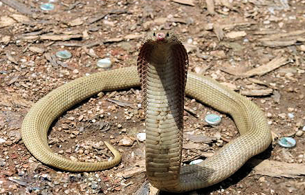 cobra),是脊索动物门爬虫纲 a href="#">有鳞目 /a> a href="#">蛇亚