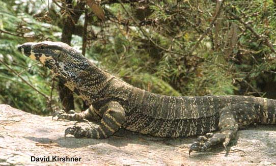 帝摩尔花点巨蜥