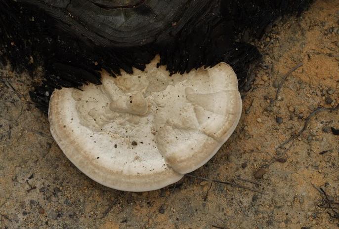  p>子实体较大,一年生,木栓质无柄.