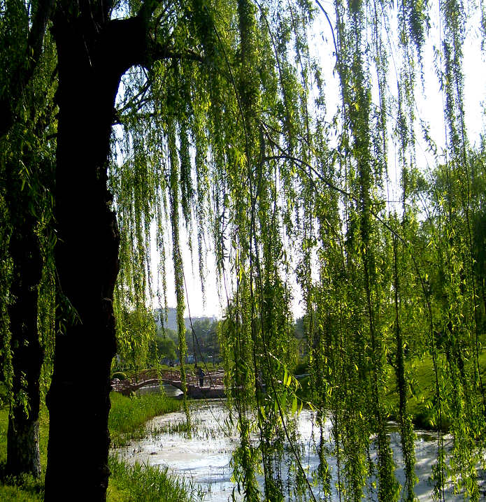  p>垂柳(学名: i>salix&nbsp;babylonica /i>&nbsp;l.