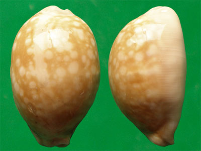  p>云斑宝螺(学名:lyncina nivosa nivosa)是腹足纲宝螺科的 a href="