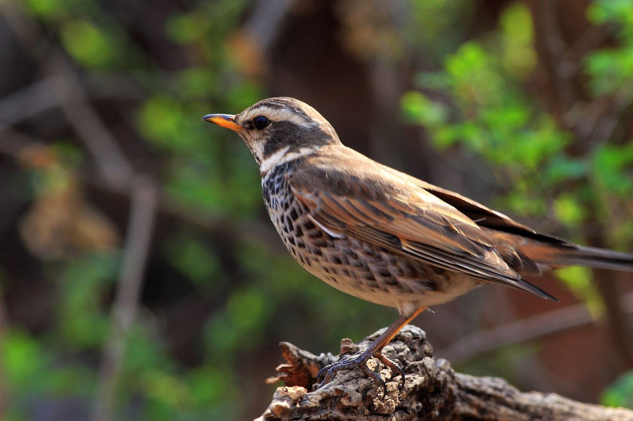  p>斑鸫(学名: i>turdus naumanni /i>):中型鸟类,体长20-24厘米.