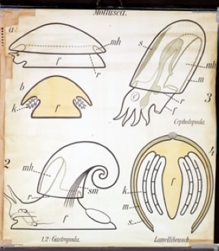  p>软体动物(拉丁学名:granulifusus kiranus)也称贝类,是 a href="#"