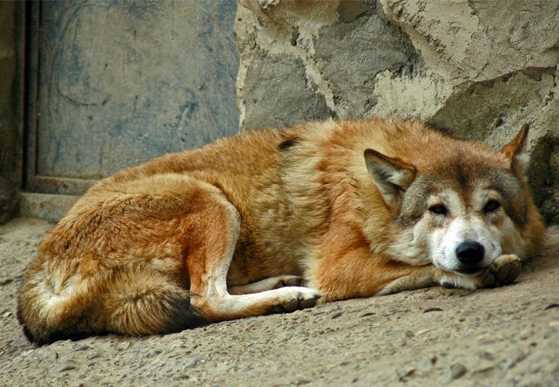  p>中国狼(学名: i>canis lupus /i> laniger),是 a target="_blank"