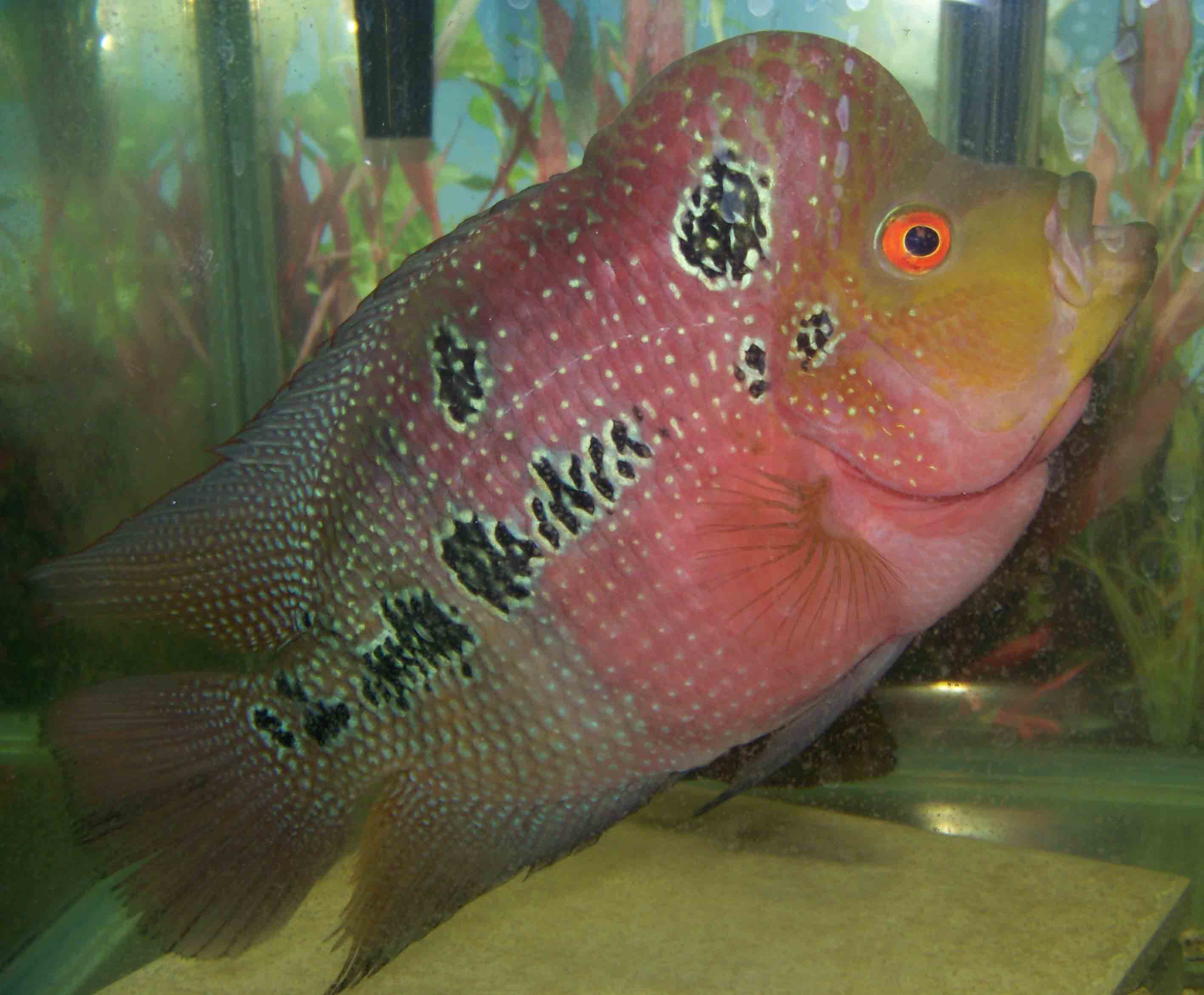  p>罗汉鱼也称为 a target="_blank" href="/i