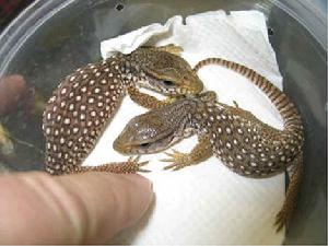  p>平原巨蜥来自非洲大草原,在巨蜥中脾气比较温顺.