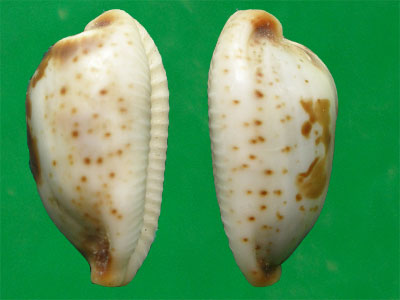  p>红海宝螺(学名:bistolida erythraeensis)是腹足纲宝螺科的 a href