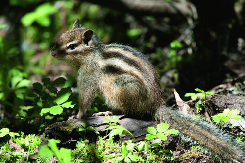  p>黄胸鼠(学名: i>rattus flavipectus /i>)别名屋顶鼠,黄腹鼠,体型
