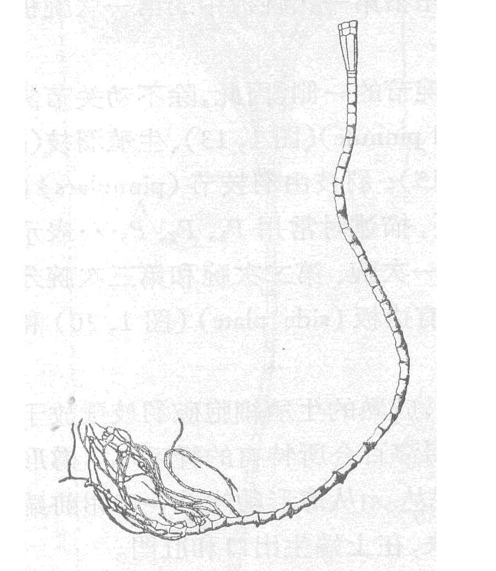 日本寻常海百合