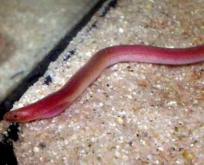  p>线蚓鳗( i>moringua abbreviata /i>)是 a target="_blank" href="