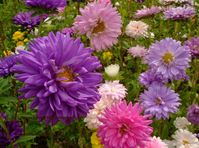  p>翠菊(学名: i>callistephus chinensis /i> (l.