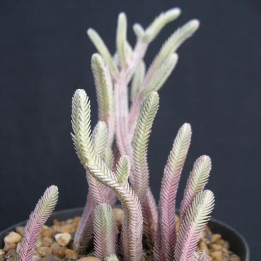 青锁龙(青锁龙多肉)