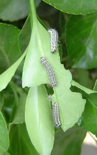 prgeria sinica moore