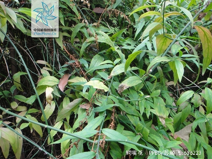 f.) lindau),爵床科鳄嘴花属草本植物.